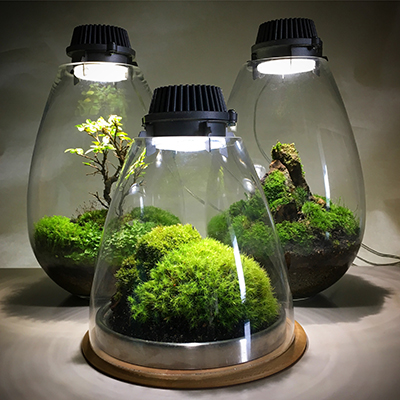 terrarium with led lights